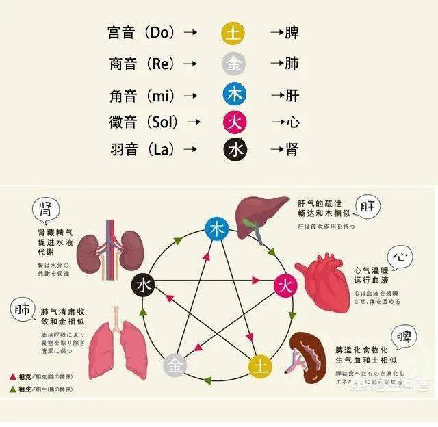 中医如何增强肾脏健康与活力