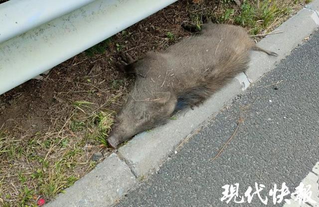 南京回应，汽车撞死野猪能否领取赏金？