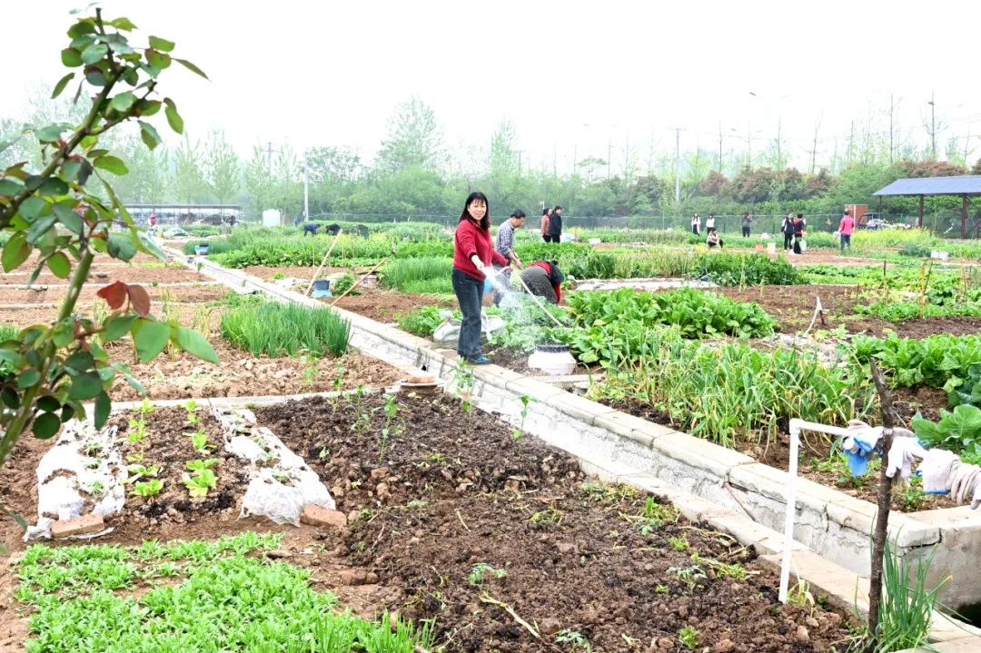 共享菜园经营之道，绿色财富之路的繁荣启示